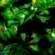 Inverted Biological Microscope
